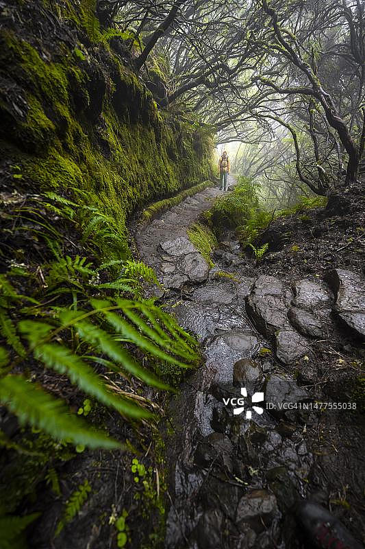 徒步者，葡萄牙马德拉岛拉巴萨尔的神秘森林，弗朗西斯科·阿查迪尼亚步道图片素材