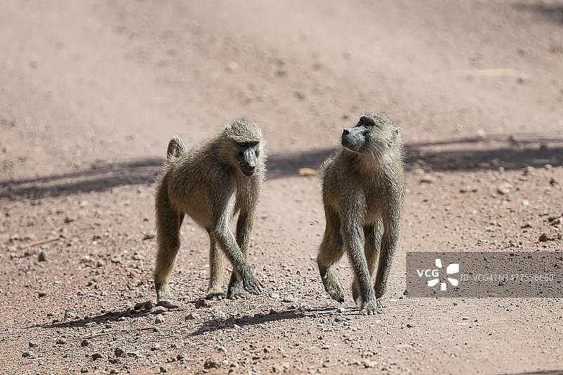 坦桑尼亚马尼亚拉湖国家公园的阿拉伯狒狒图片素材