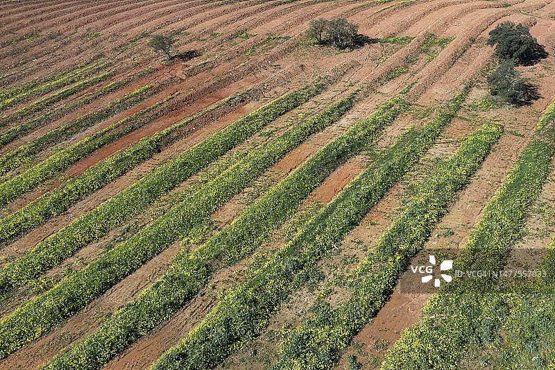 开花的酢浆草田地，葡萄牙阿尔加维图片素材