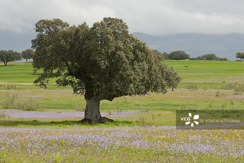 埃斯特雷马杜拉牧场的圣栎树（常绿栎）图片素材