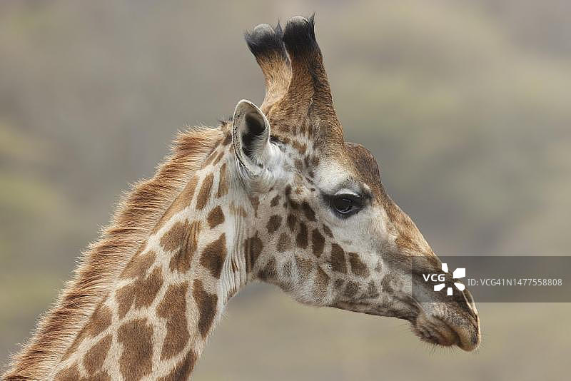 阿鲁沙国家公园的长颈鹿肖像图片素材