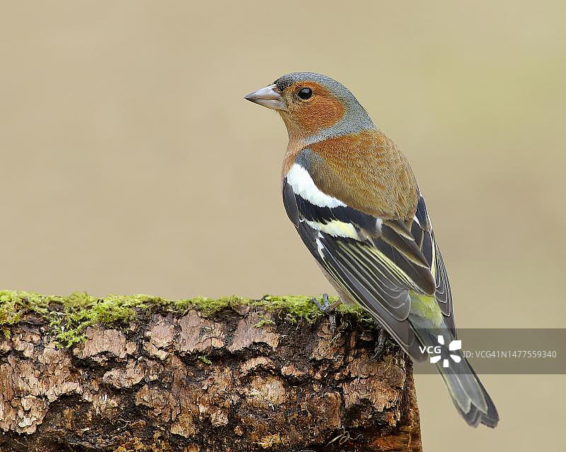 苍头燕雀（Fringilla coelebs）雄性，冬季觅食，鸣禽，德国北莱茵-威斯特法伦图片素材