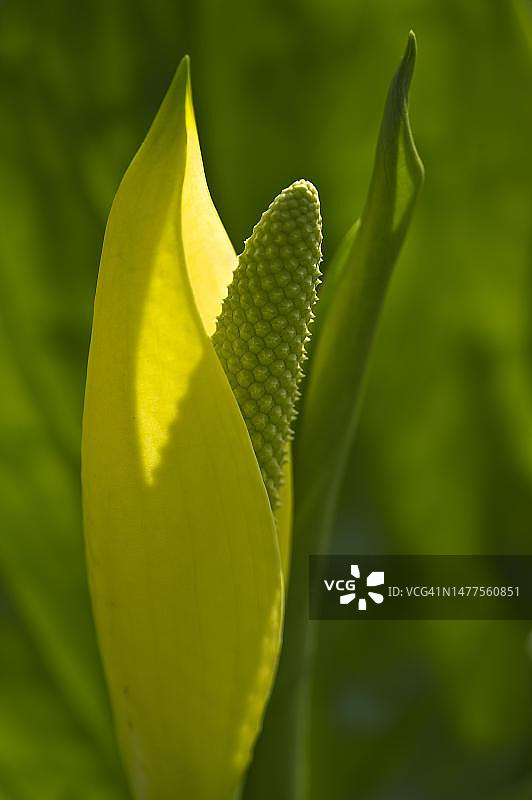 北美马蹄莲花序图片素材