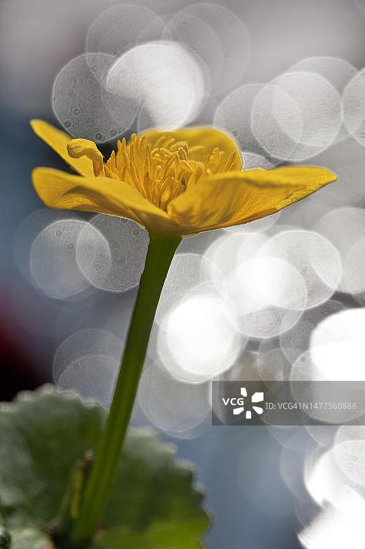 盛开的沼泽金盏花（Calthatris palus），在水中倒影，德国北莱茵-威斯特法伦州图片素材