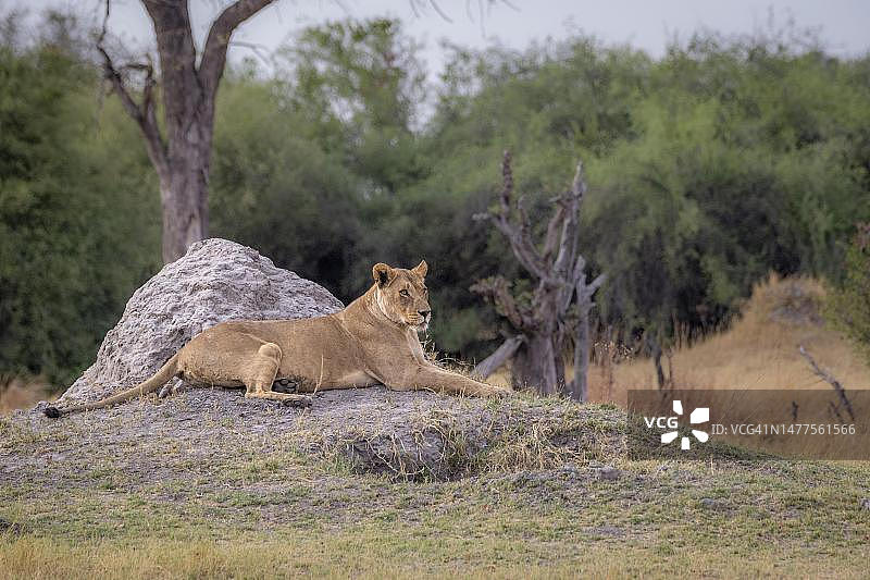 母狮(Panthera leo),野生动物的肖像,在白蚁山前休息。野生动物正在观察萨凡纳,博茨瓦纳奥卡万戈三角洲图片素材