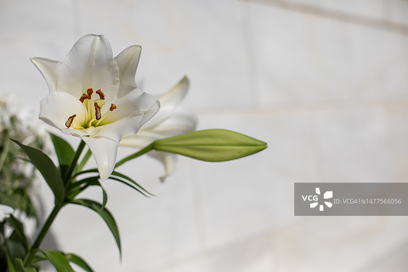 白色墓地鲜花图片素材