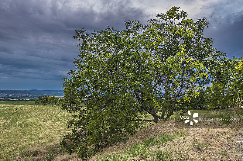 田野中的孤立胡桃树（匈牙利）图片素材