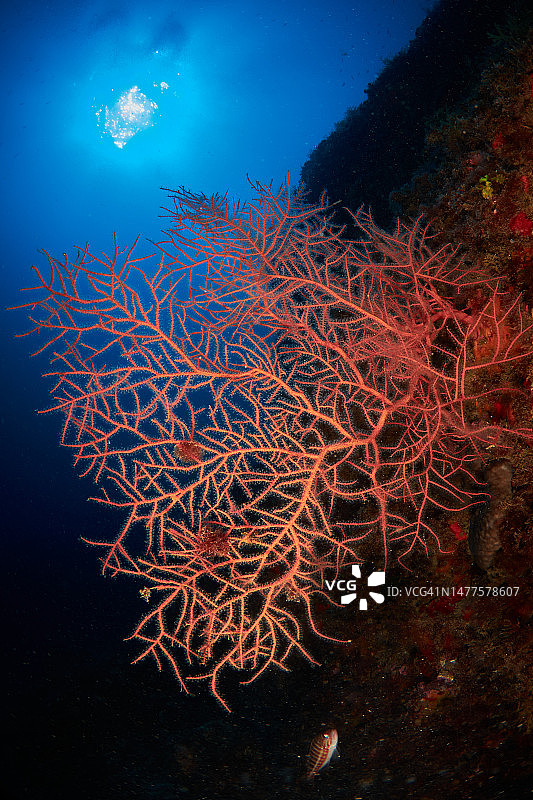 水下地中海风光图片素材