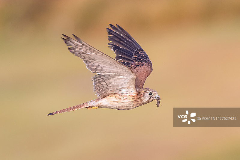 澳洲红隼图片素材