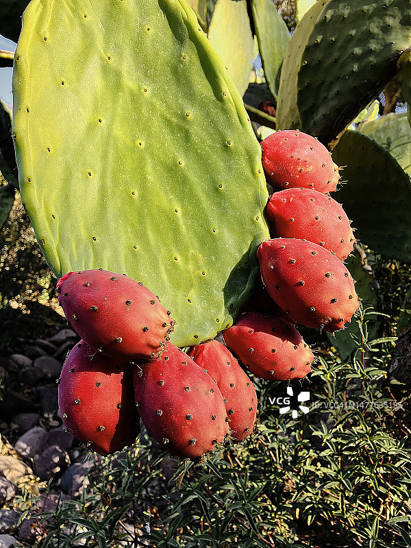 仙人掌果图片素材