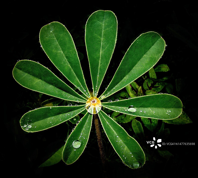 植物中心的水滴图片素材