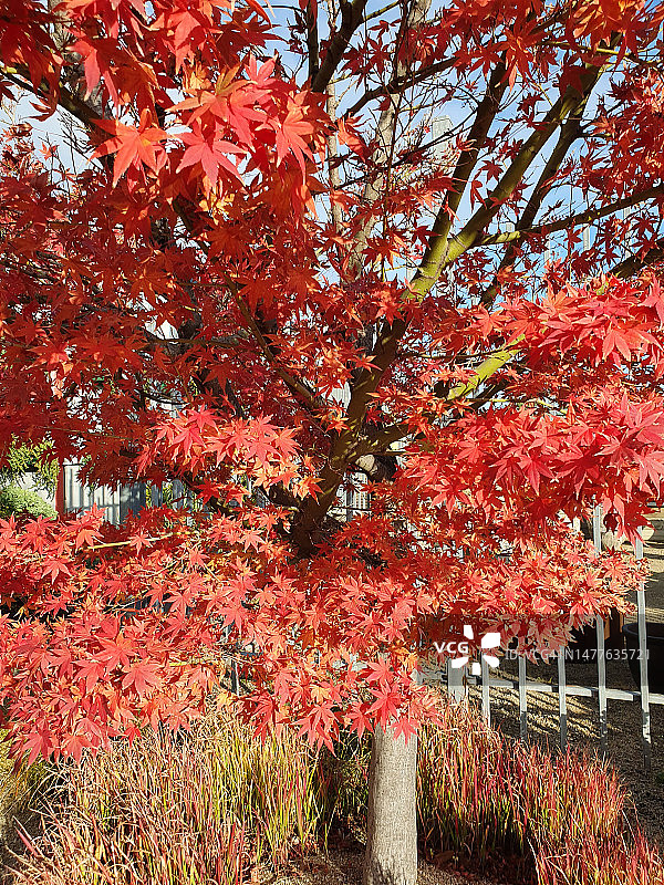 秋天的日本红枫图片素材