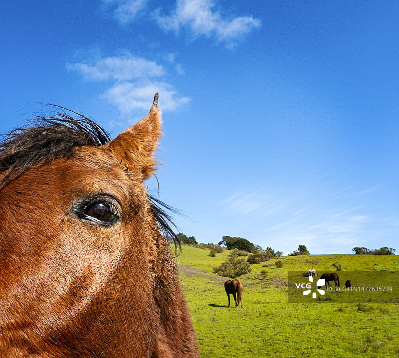 马的特写图片素材