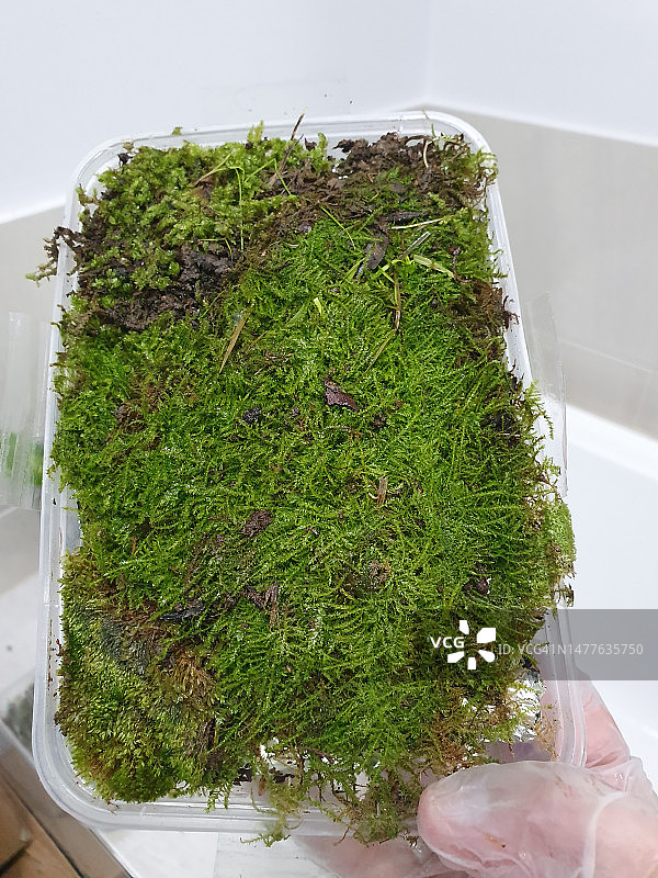 塑料容器中新鲜采集的苔藓特写图片素材