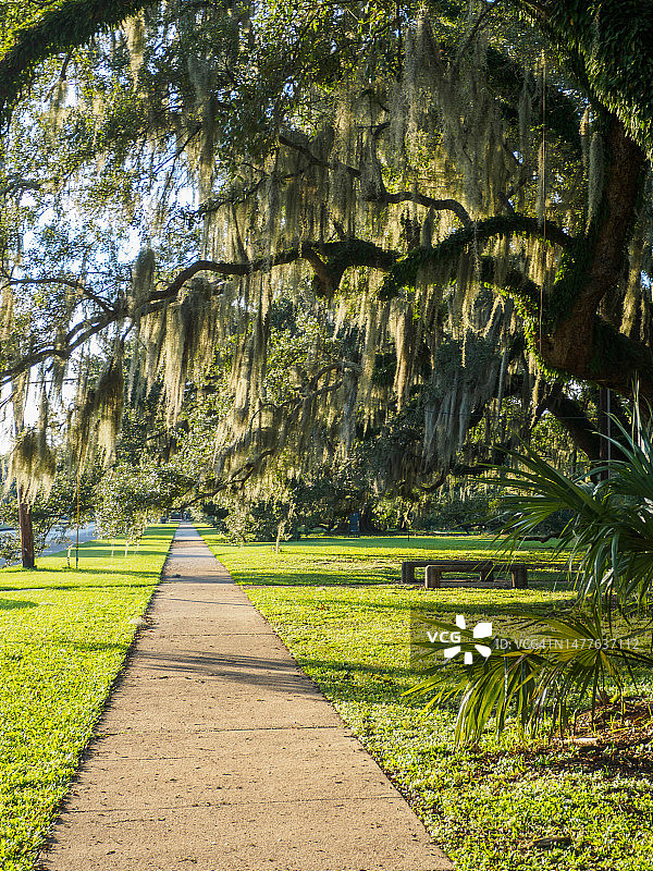 新奥尔良的西班牙苔藓图片素材
