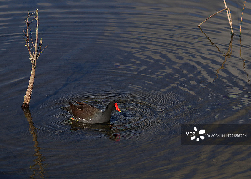 黑水鸡在佛罗里达湿地觅食图片素材