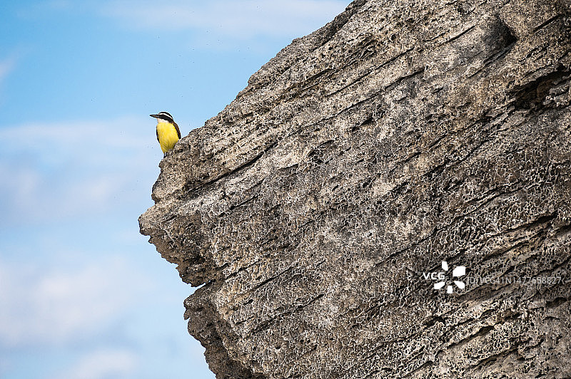 大极霸鹟，百慕大马蹄湾海滩图片素材
