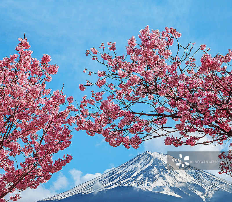 春日蓝天下白雪皑皑的富士山与樱花图片素材