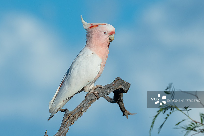 粉色凤头鹦鹉(Lophochroa leadbeateri)图片素材