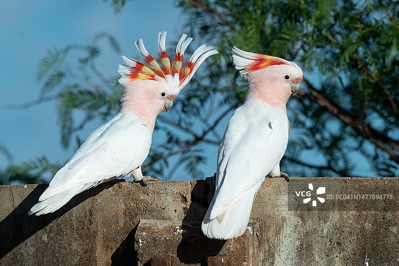 粉色凤头鹦鹉(Lophochroa leadbeateri)图片素材