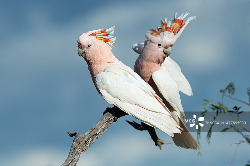 粉色凤头鹦鹉(Lophochroa leadbeateri)图片素材