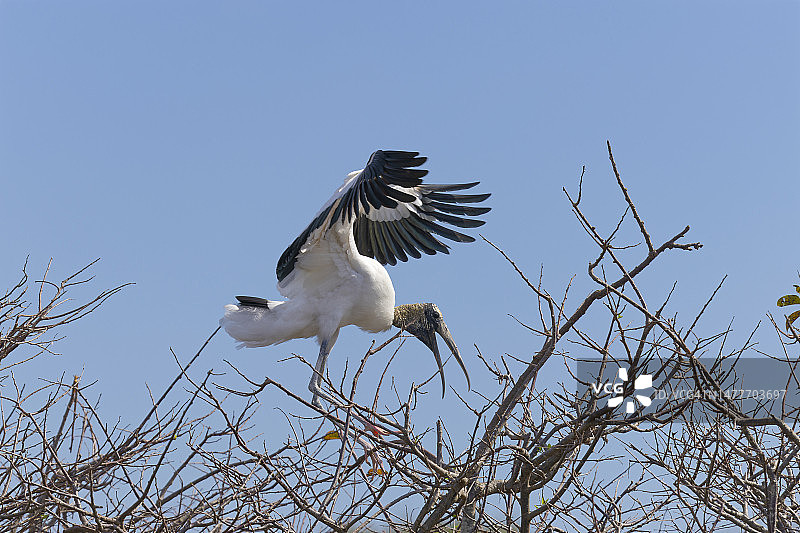 树上张着嘴的美洲木鹳002图片素材
