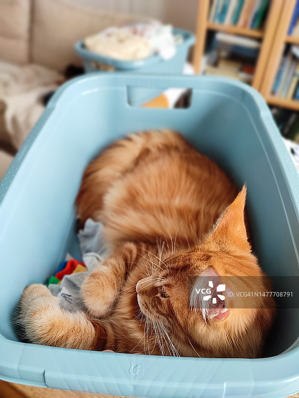 姜黄色缅因猫图片素材