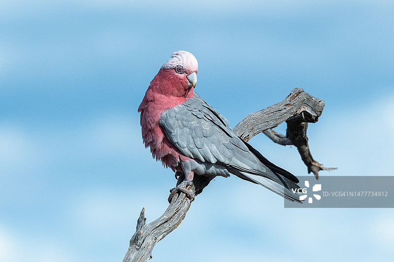 粉红凤头鹦鹉图片素材