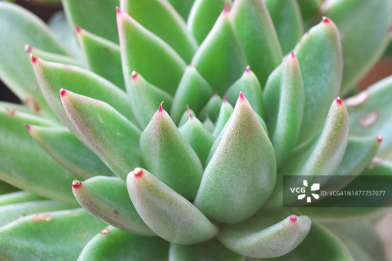 莲花掌多肉植物特写图片素材