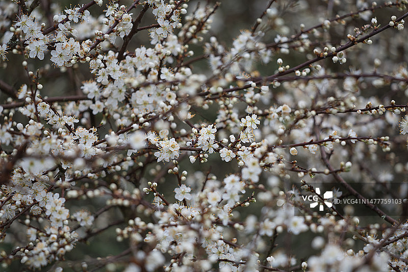 骆驼道的黑刺李花图片素材