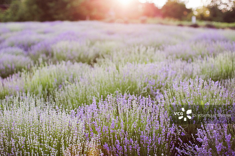 日落时分盛开紫色鲜花的薰衣草田图片素材