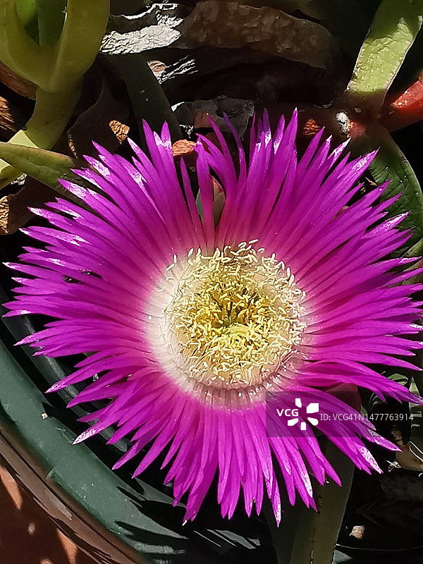 Eland sour-fig图片素材