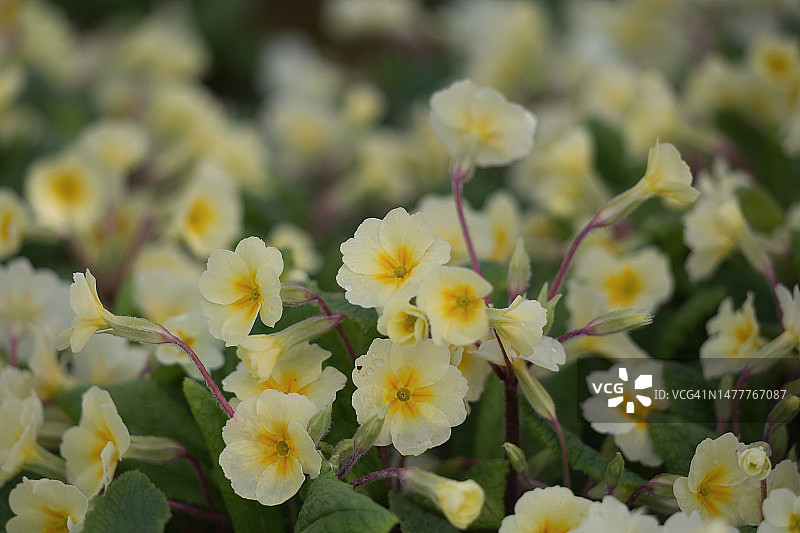 花园中盛开的黄色报春花图片素材