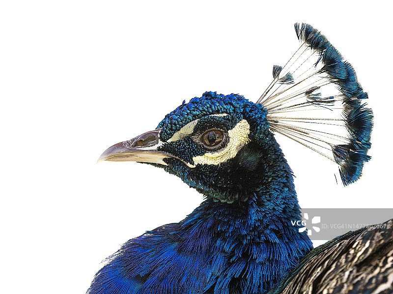 印度孔雀特写图片素材