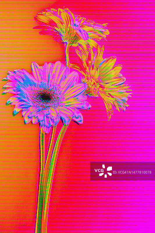 霓虹灯红、粉、橙、黄、蓝绿色背景上的迷幻非洲菊夏季花朵花束，具有数字运动故障效果图片素材
