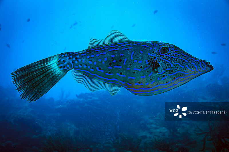 涂鸦Filefish图片素材