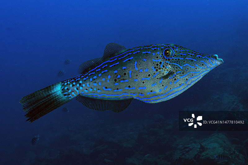 涂鸦Filefish图片素材