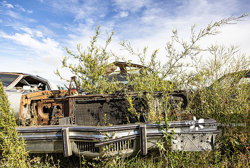 一棵树从废弃的旧汽车中生长出来图片素材