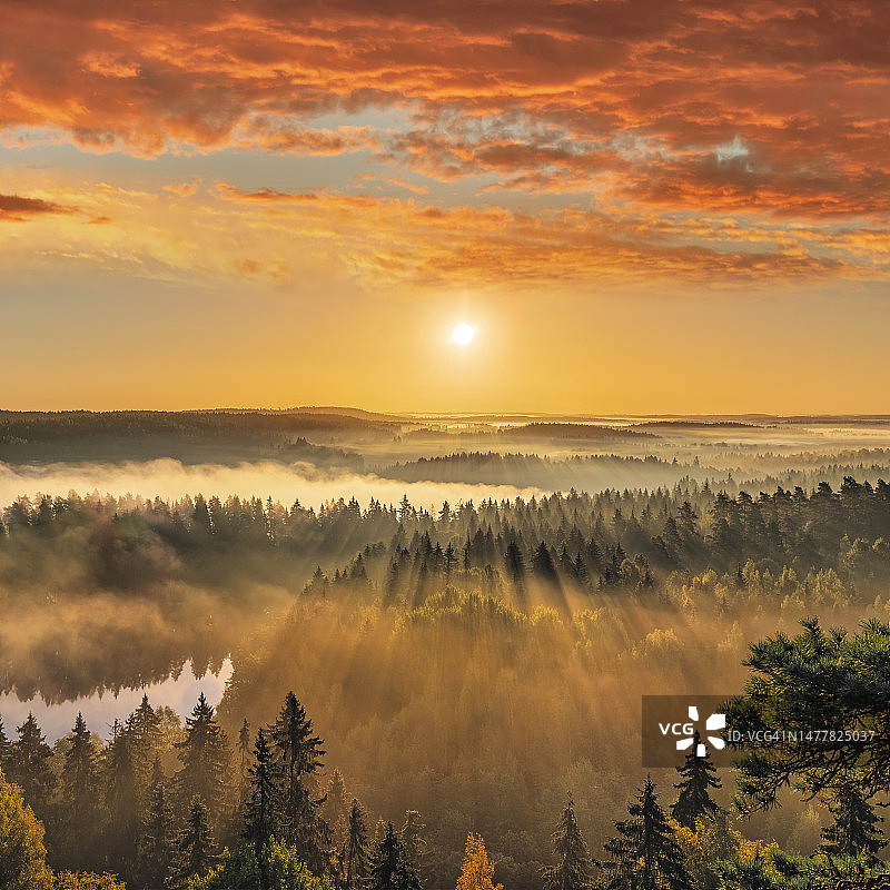 日出时分美丽的雾 Autumn 森林，阳光明媚图片素材