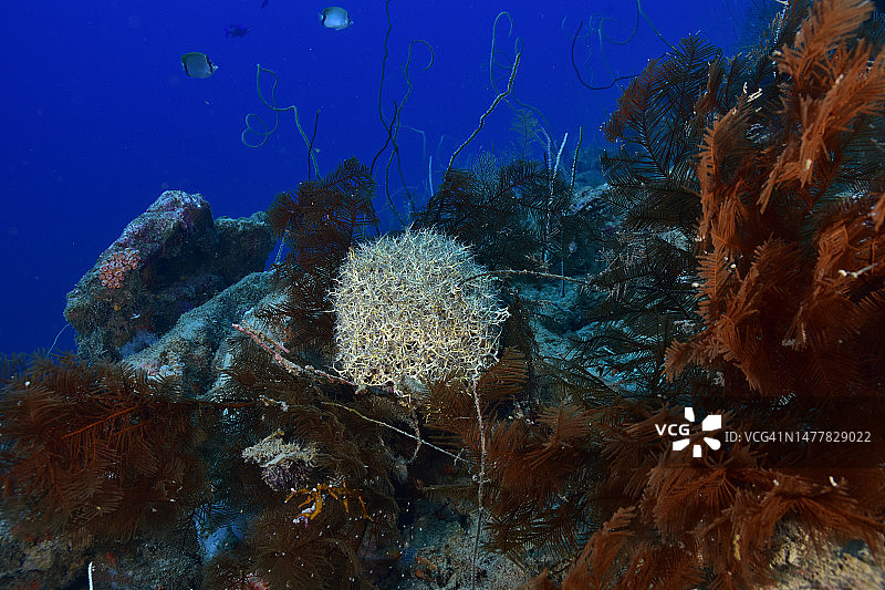 巨型篮星图片素材