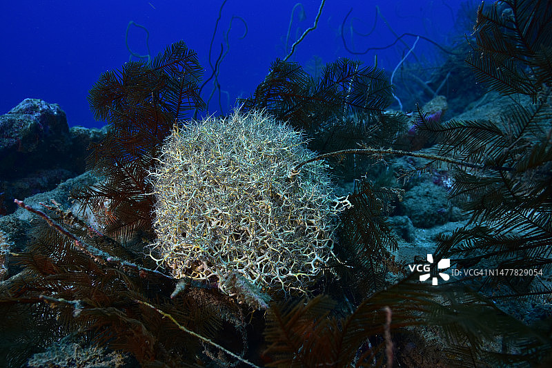 巨型篮星图片素材