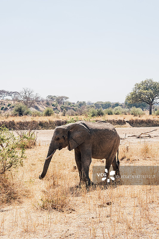 一头大象的全身照图片素材