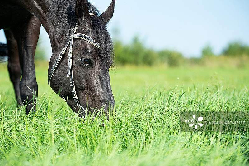绿色田野中黑色骏马吃草特写图片素材
