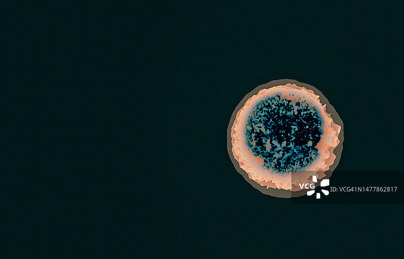 显微镜下草履虫生物插画图片素材