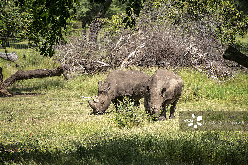 两只犀牛在田野里吃草图片素材