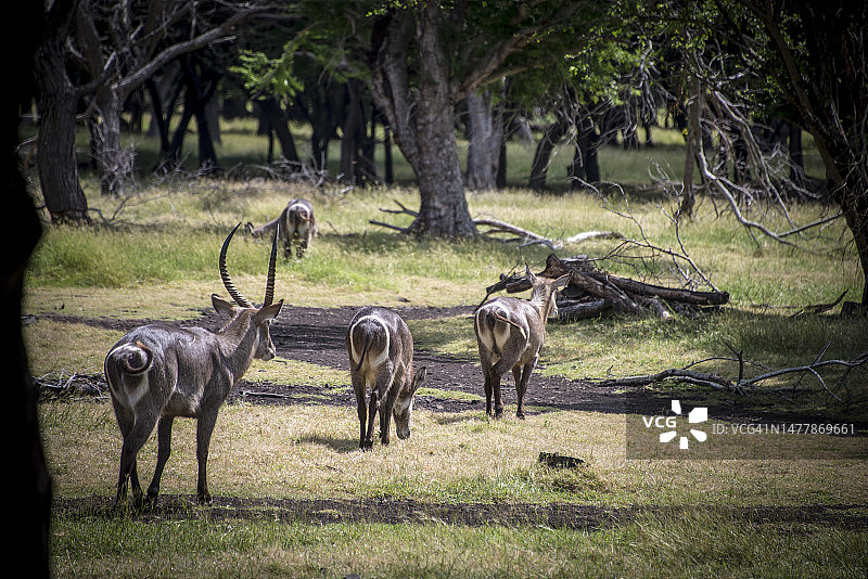 非洲小羚羊的背影图片素材