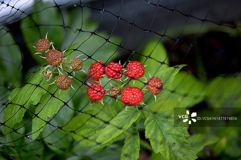 覆盆子植物图片素材