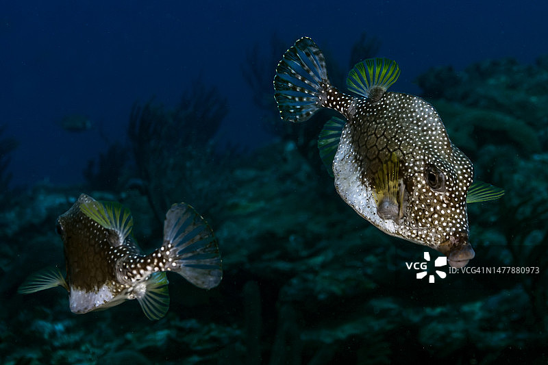 光滑的箱鲀图片素材