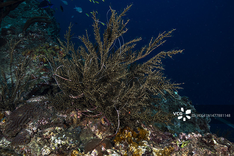 黑色珊瑚羽毛图片素材