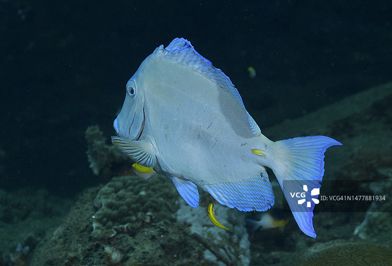 蓝唐王鱼图片素材